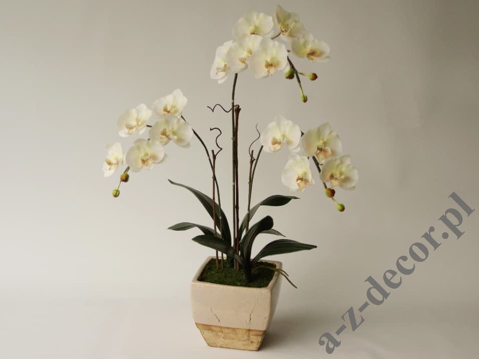 Egzotyczna Orchidea